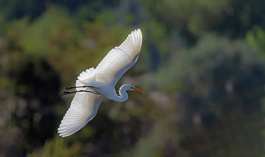 Great White Egret 2 Photograph by Rick Mosher