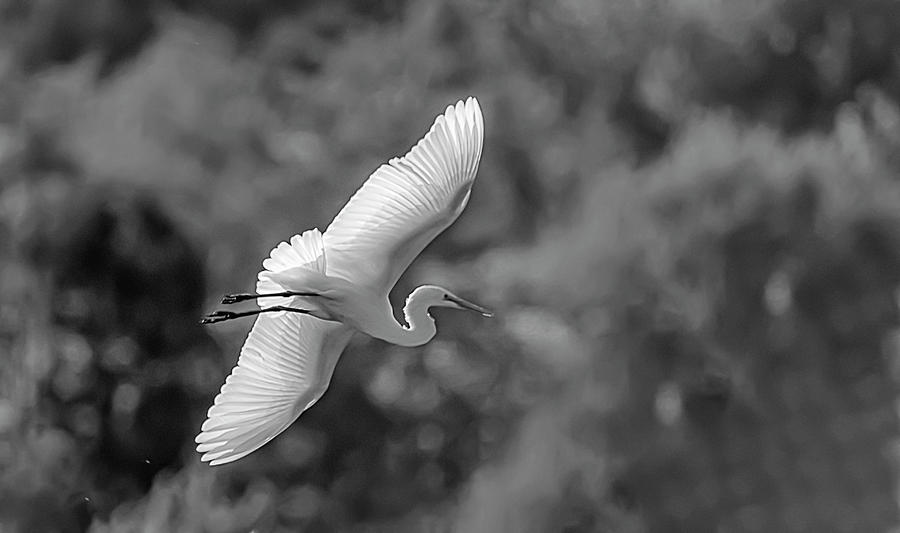 Great White Egret 2BW Photograph by Rick Mosher