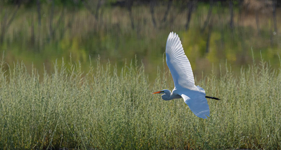 Great White Egret 3 Photograph by Rick Mosher