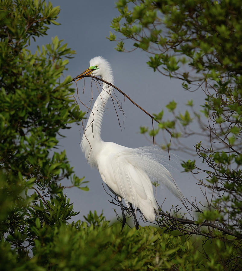 Great white egret 4 by Kenny Nobles Great white egret 4 by Kenny Nobles