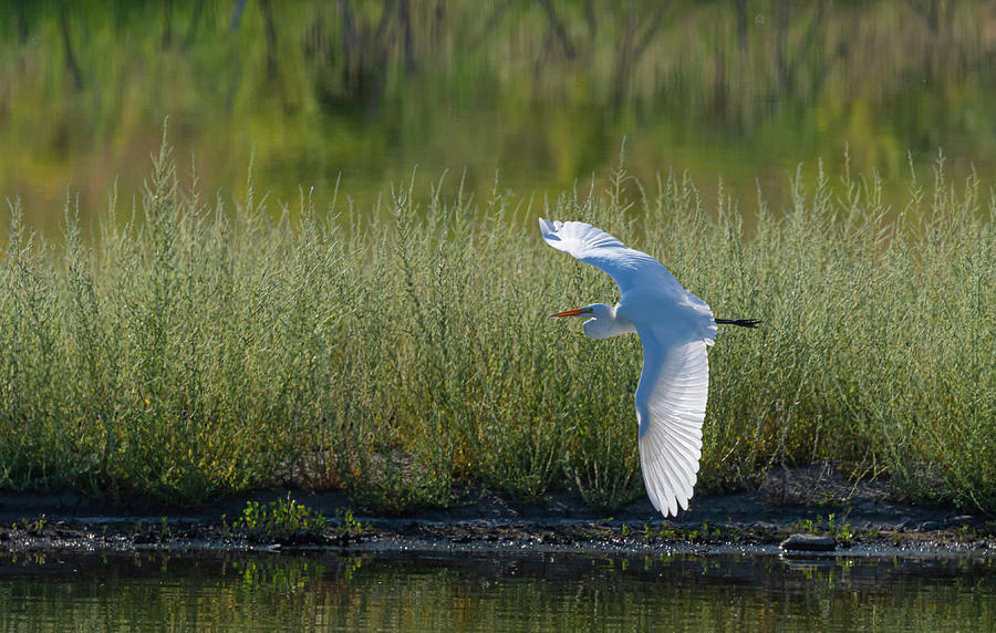 Great White Egret 4 Photograph by Rick Mosher