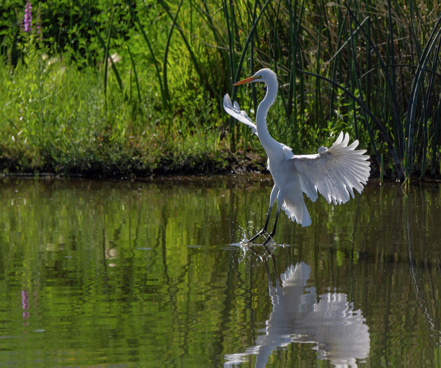 Great White Egret 5 Photograph by Rick Mosher
