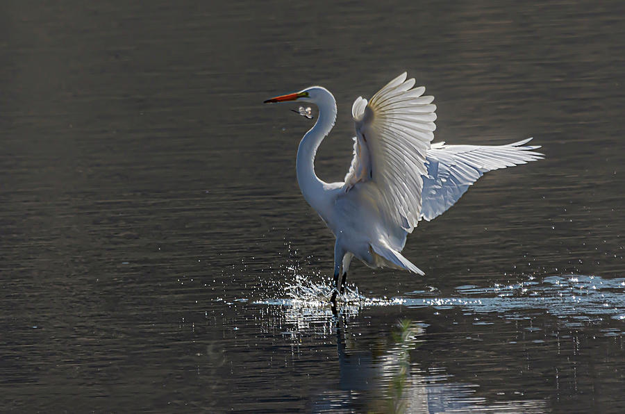 Great White Egret 6 Photograph by Rick Mosher Great White Egret 6 Photograph by Rick Mosher