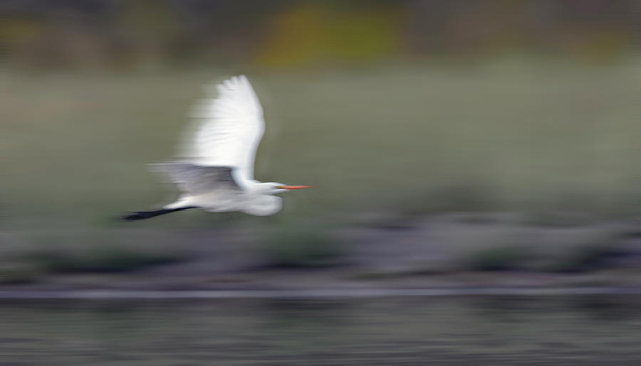 Great White Egret 7 Photograph by Rick Mosher