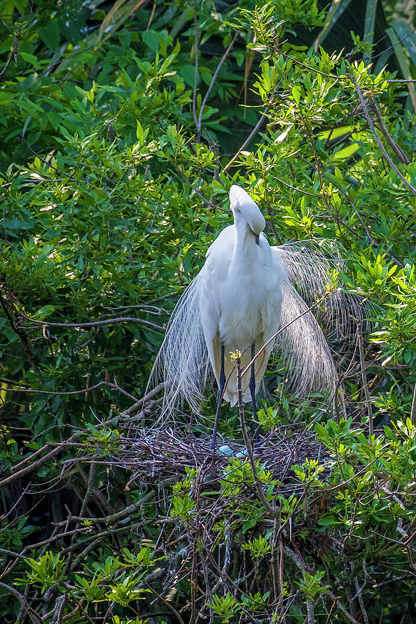 Great White Egret and blue Eggs Photograph by TJ Baccari - Fine Art America