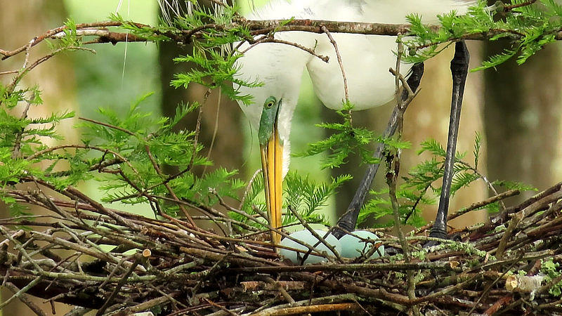 Great White Egret and Eggs by Betty Berard Great White Egret and Eggs by Betty Berard