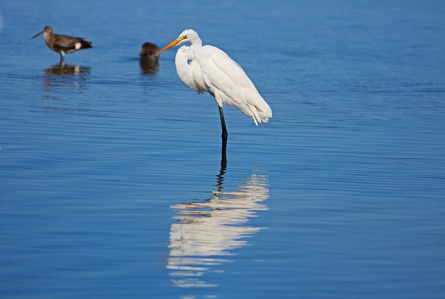 Great White Egret at Ding I Photograph by Michiale Schneider