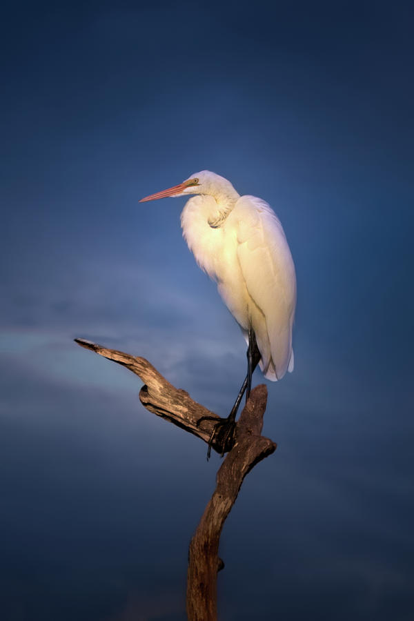 Great White Egret At Sunset Photograph