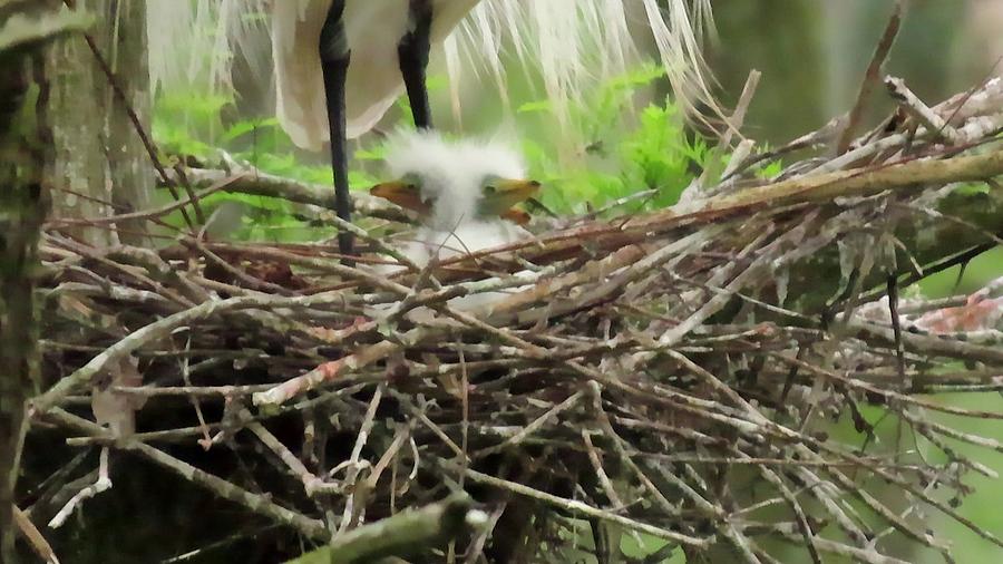 Great White Egret Babies by Betty Berard Great White Egret Babies by Betty Berard