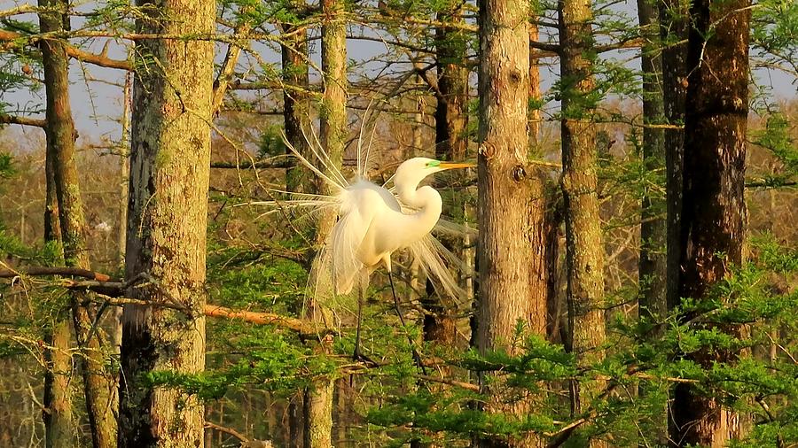 Great White Egret Breeding Plumage by Betty Berard Great White Egret Breeding Plumage by Betty Berard