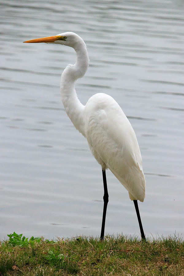 Great White Egret Photograph by Burge Darwin - Pixels