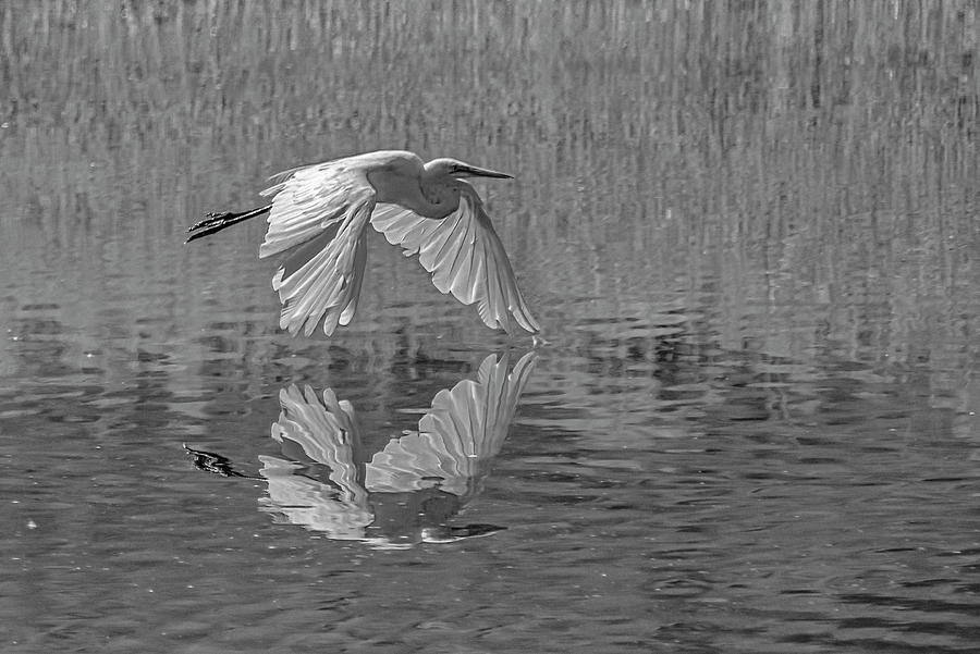 Great White Egret BW 1 Photograph by Rick Mosher