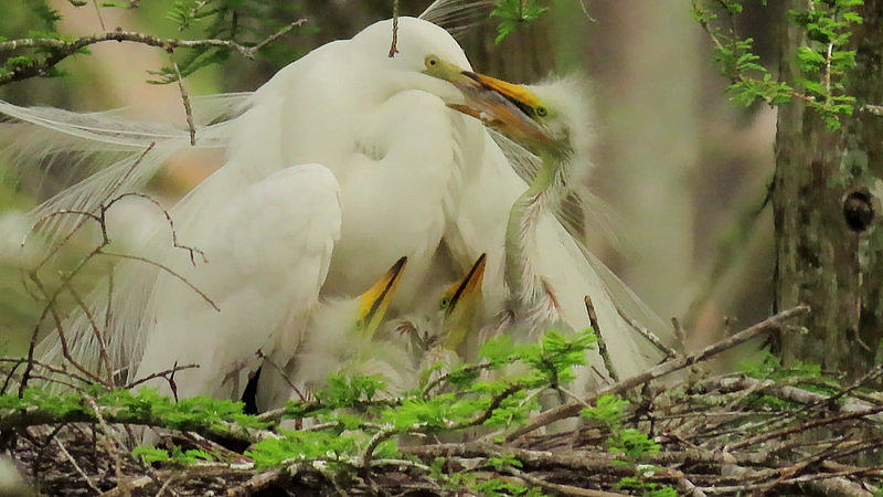 Great White Egret Feeding Babies by Betty Berard Great White Egret Feeding Babies by Betty Berard