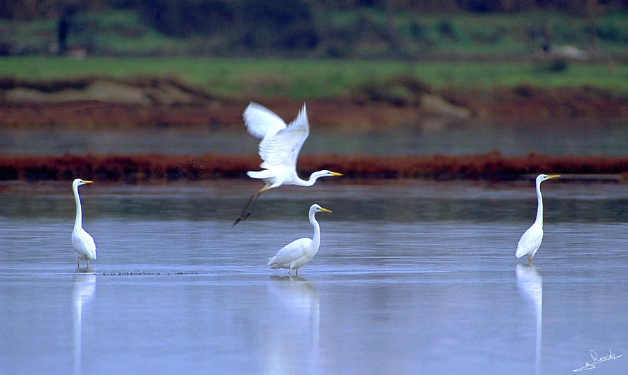 Great white egret Photograph by George Rossidis