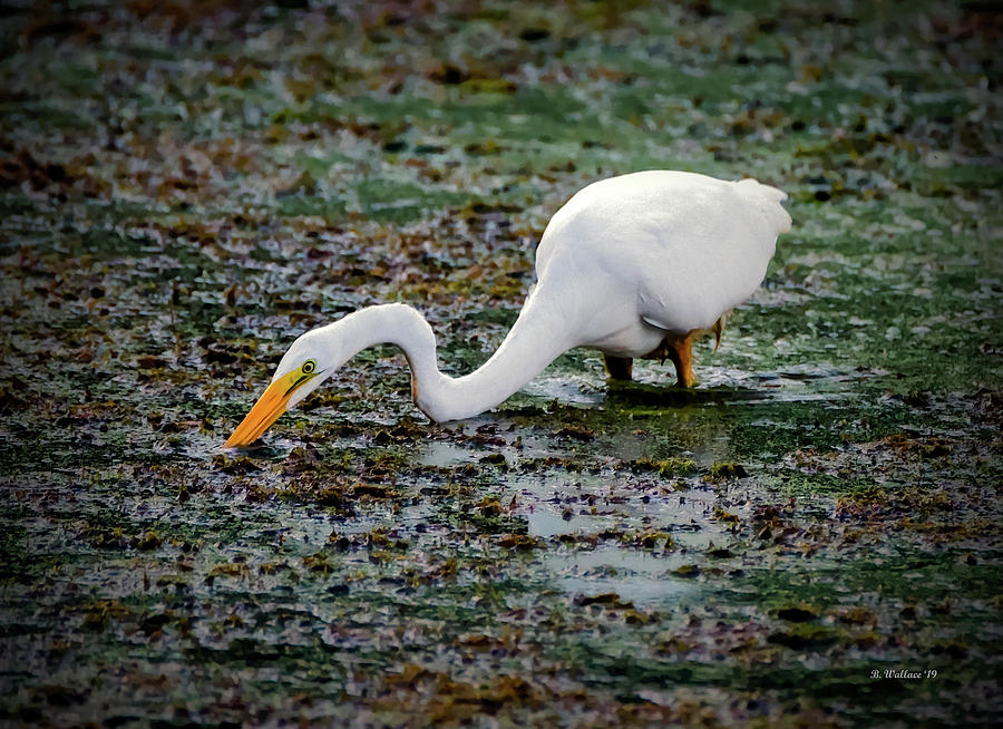 Heron Photograph - Great White Egret Hunter by Brian Wallace