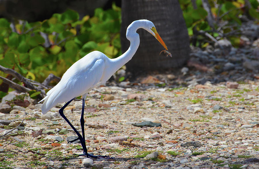 Great White Egret Hunter Photograph by Climate Change VI - Sales