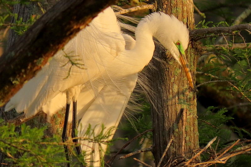 Great White Egret in Breeding Plumage by Betty Berard Great White Egret in Breeding Plumage by Betty Berard