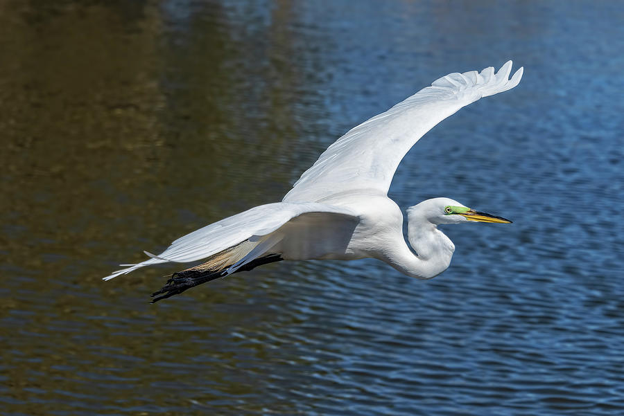 Great White Egret In Flight Photograph by Jim Vallee