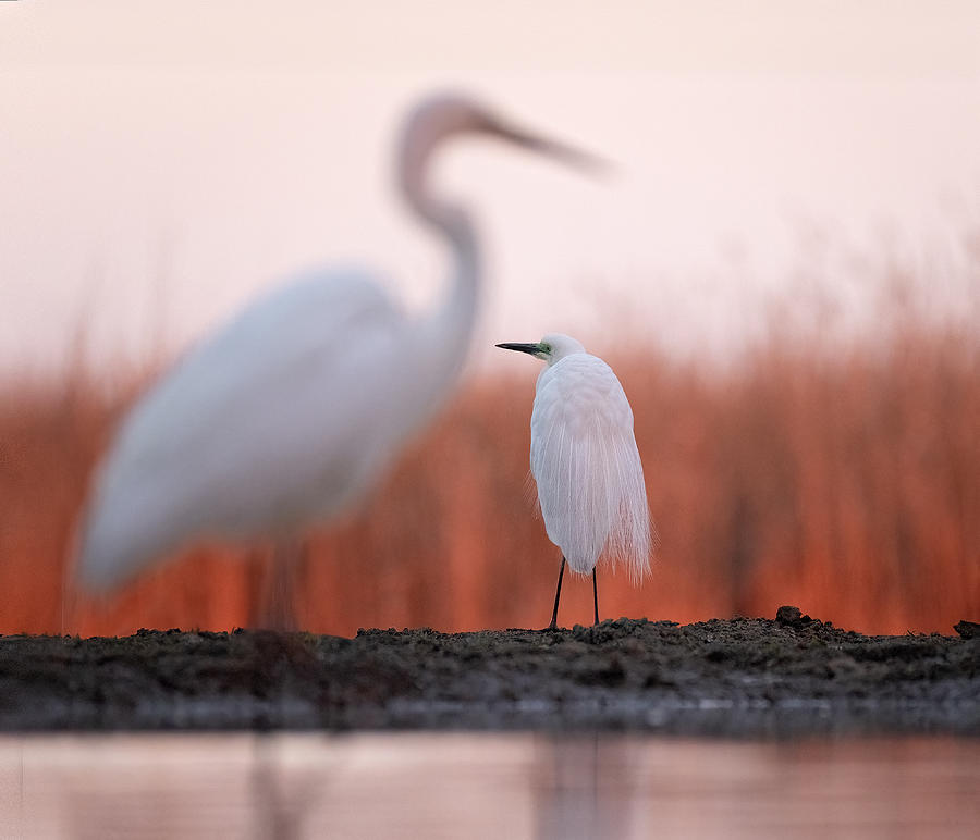 Egret Photograph - Great White Egret In The Morning Sun by Corry Delaan