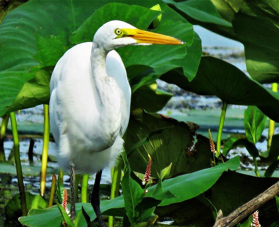 Great White Egret  Photograph by Lori Frisch