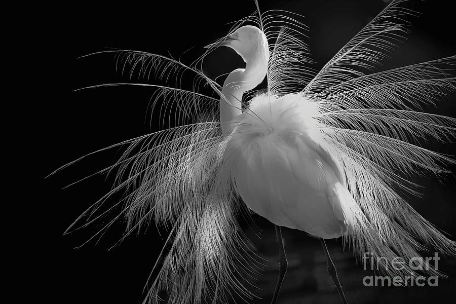 Great White Egret Portrait - Displaying Plumage  Photograph by Mary Lou Chmura