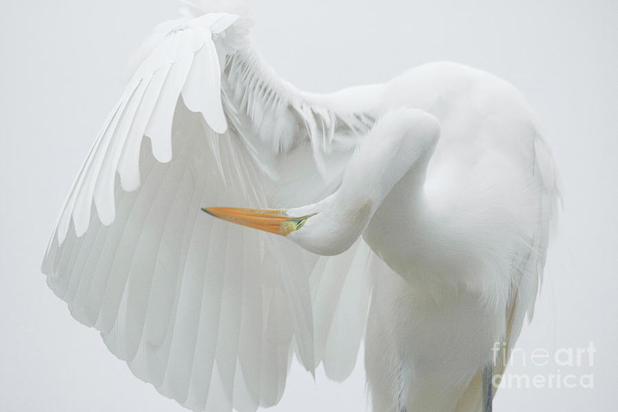 Egret Photograph - Great White Egret - Postcard by Paulette Thomas