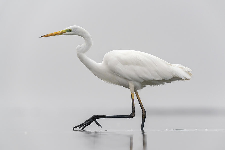 Great White Egret Walking Through Shallow Pond On Misty Photograph by ...