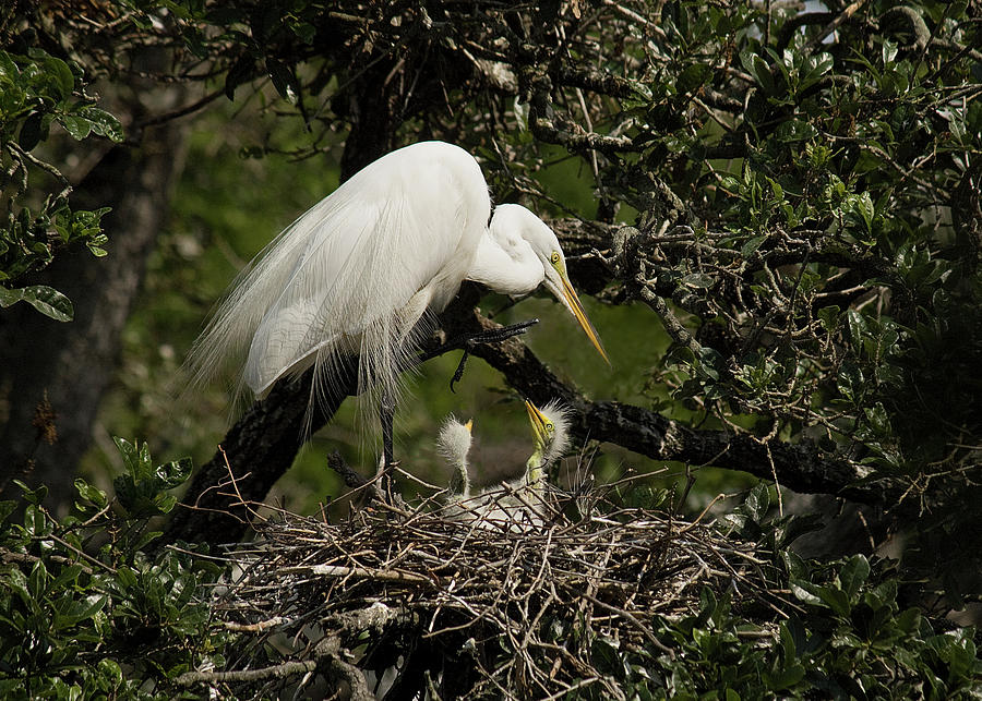 Great White Egret With Chicks In Nest Photograph by Melinda Moore