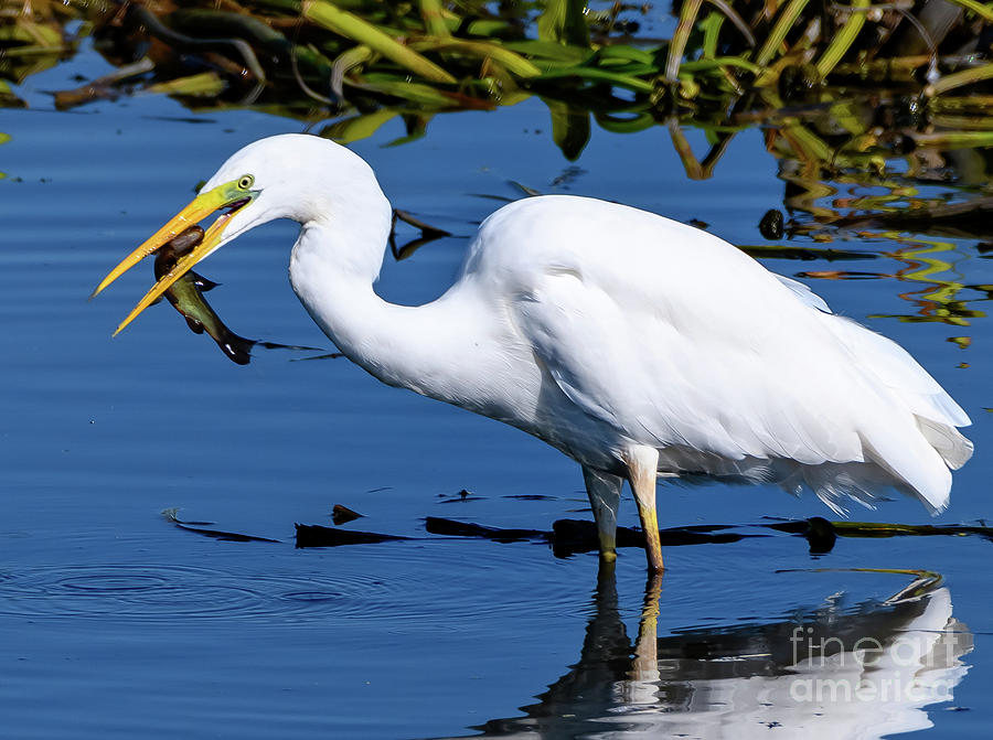 Great White Egret with fish Photograph by Colin Rayner
