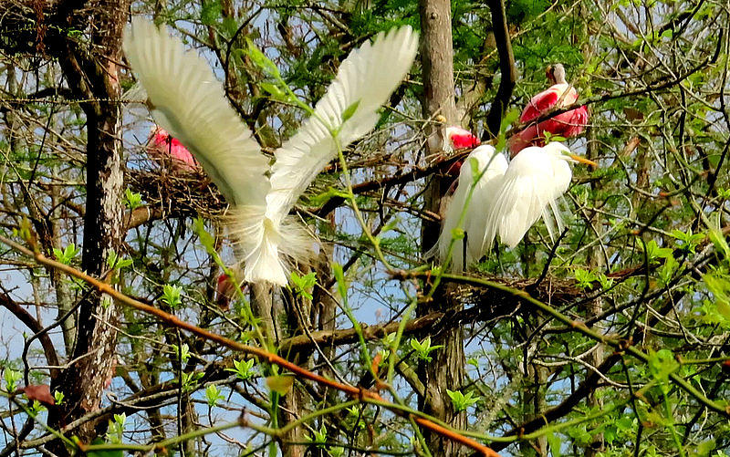 Great White Egrets and Roseate Spoonbills by Betty Berard Great White Egrets and Roseate Spoonbills by Betty Berard