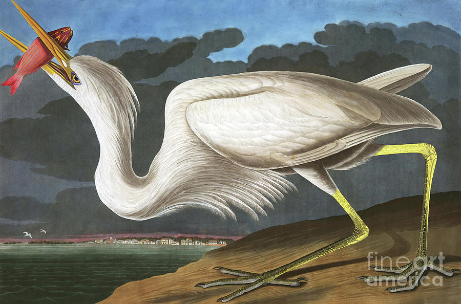 Great White Heron, Ardea Occidentalis by Audubon Painting by John James Audubon