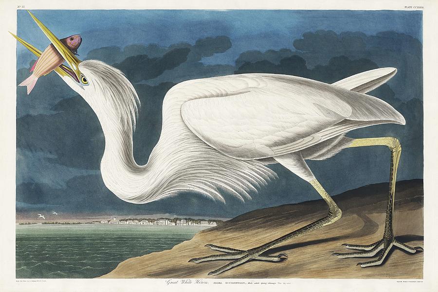 Great White Heron from Birds of America 1827 by John James Audubon 1785 - 1851 , etched by Rober Painting by John James Audubon