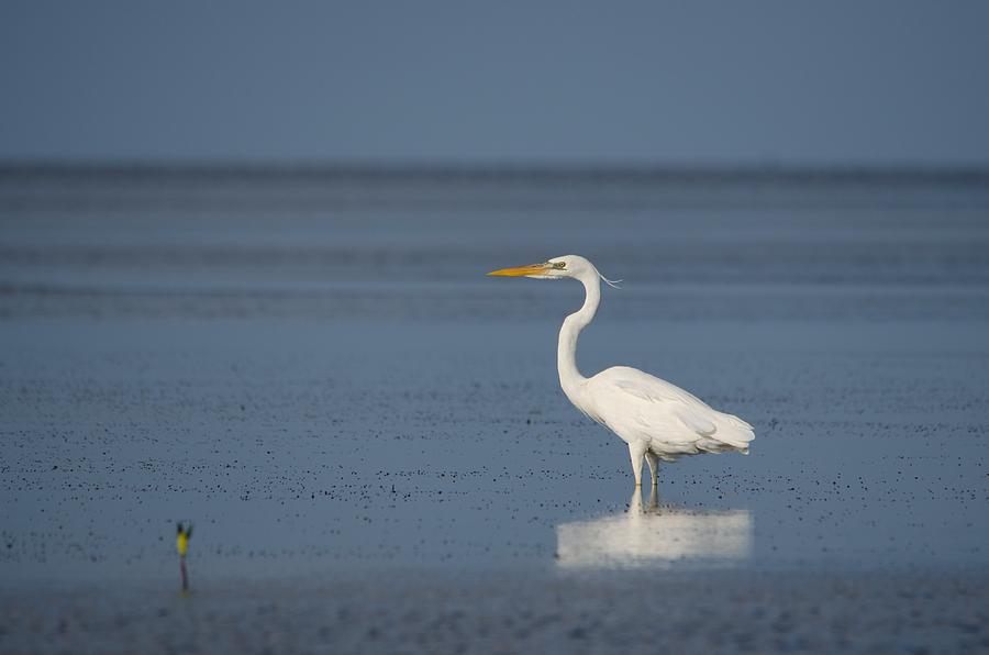 Great White Heron Photograph by James Petersen