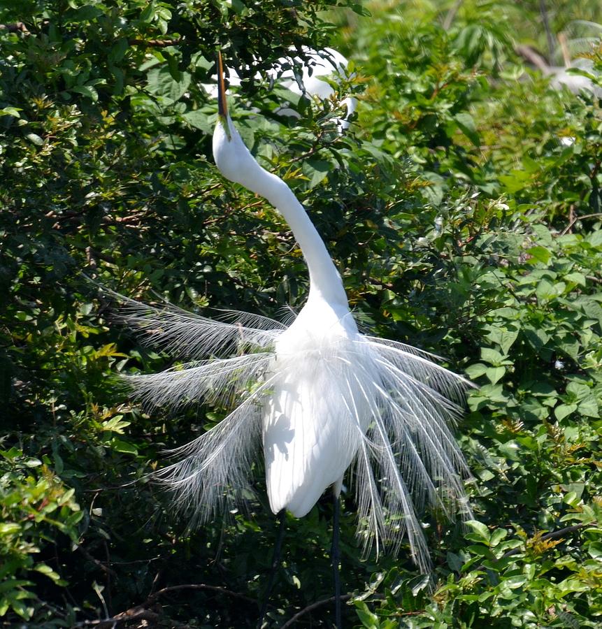 Great White Heron Photograph by Linda Grimm - Fine Art America