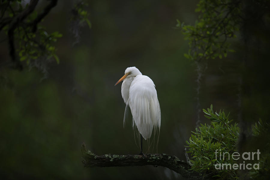 Great White Heron - Lowcountry Marsh Photograph by Dale Powell