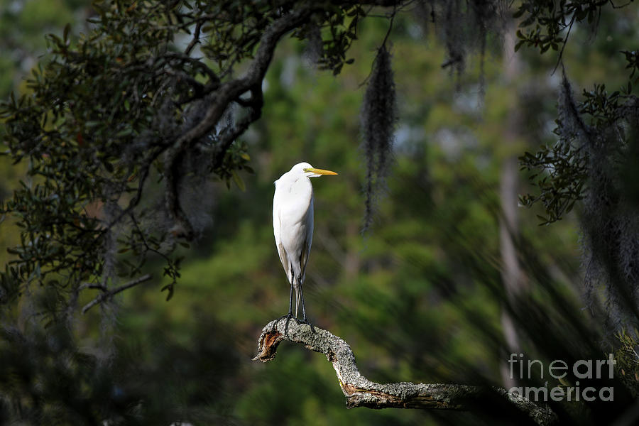 Great White Heron over Marsh in Mount Pleasant SC Photograph by Dale Powell