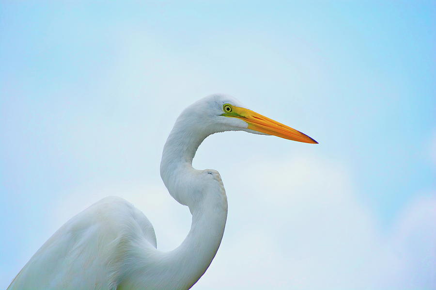 Great White Heron Photograph by William Goldsmith