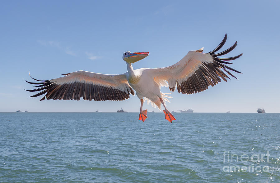 Feather Photograph - Great White Pelican Catches Fish Thrown by Vadim Petrakov Feather Photograph - Great White Pelican Catches Fish Thrown by Vadim Petrakov