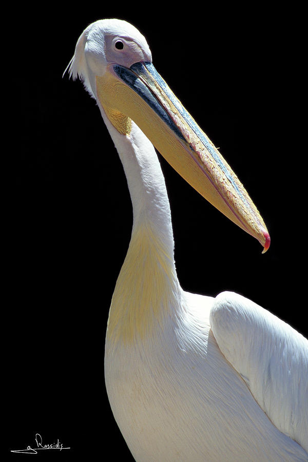 Great White Pelican Photograph by George Rossidis