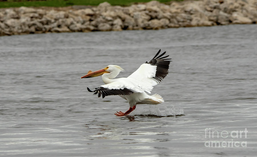 Great White Pelican Landing Photograph by Sandra Js