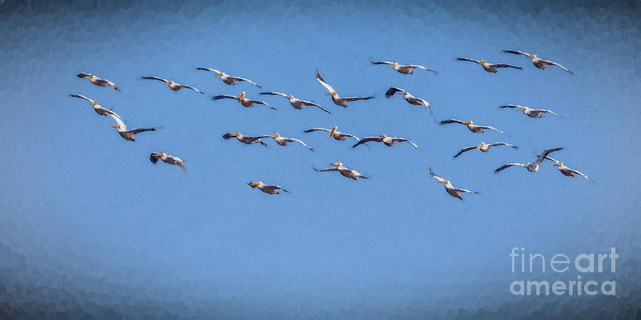 Great White Pelicans in flight Digital Art by Liz Leyden
