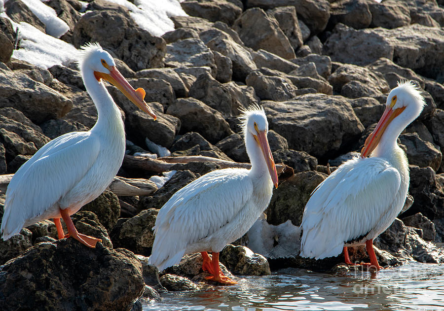 Great White Pelicans Photograph by Sandra Js