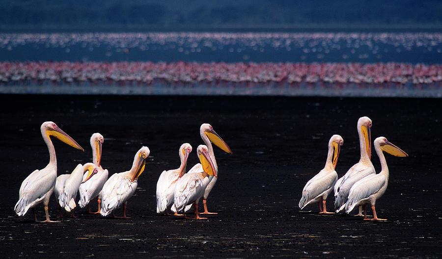 Great White Pelicans Photograph by Vittorio Ricci - Italy
