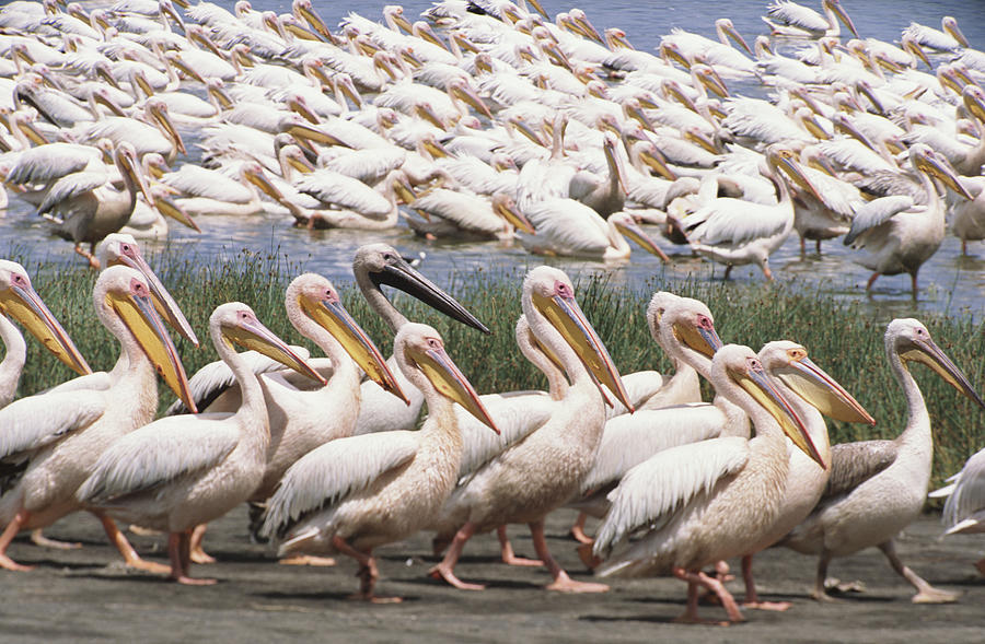 Great White Pelicans Walking In One Photograph by Eastcott Momatiuk