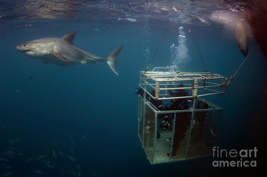 Great White Shark And Cage by Scubazoo/science Photo Library