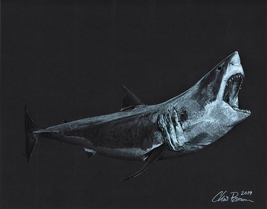 Great White Shark Drawing by Chris Brown