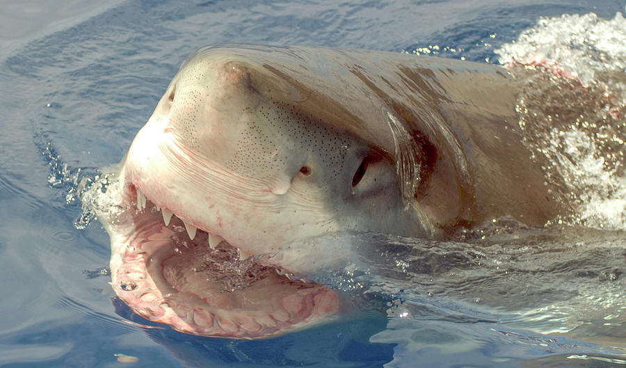 Great White Shark  Photograph by David Shuler
