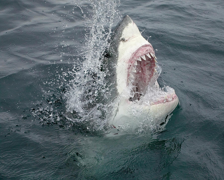 Great White Shark Emerging From The Photograph by Stephen Frink