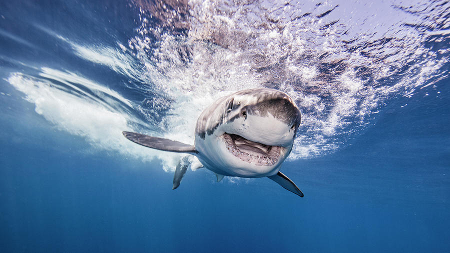 Great White Shark Digital Art - Great White Shark Entering Water After Attacking Bait, Underwater View by Ken Kiefer 2