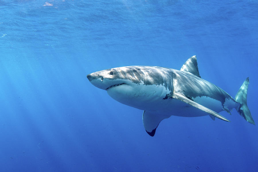 Great White Shark In Guadalupe Mexico Photograph by Stocktrek Images ...